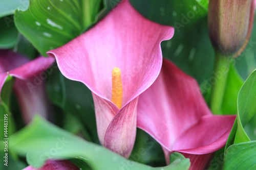 Close up of pink calla lily