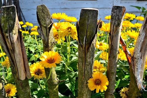 Obraz na płótnie yellow flowers with an old rustic wooden fence w salonie