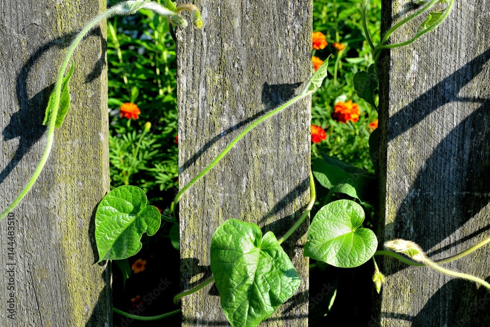 plant tightly entangling old wooden rural fence