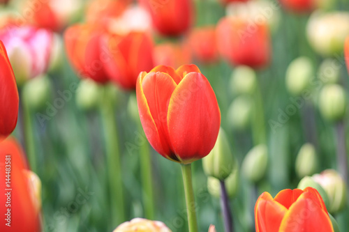 Close up of an red tulip with yellow edges and orange highlights.