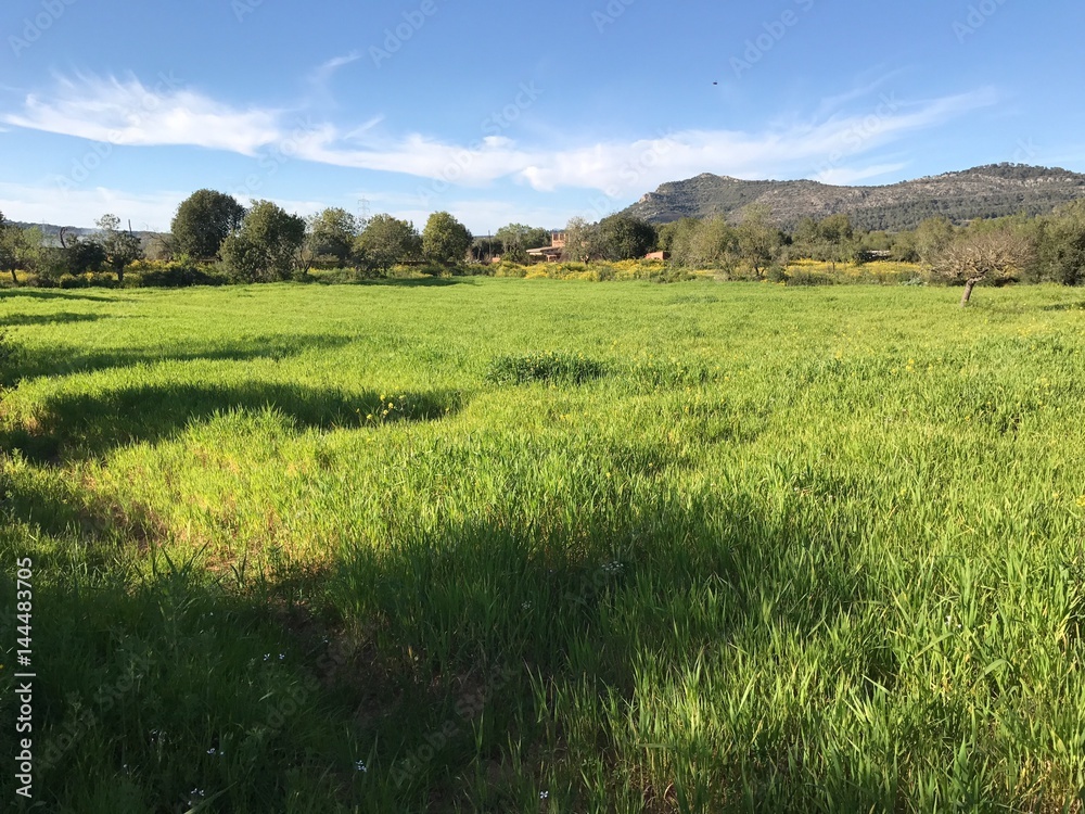 Obraz premium Campo Verde en Mallorca