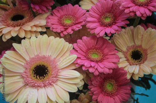 Bouquet of pink and white gerbera flowers mixed together