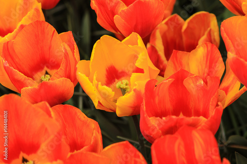 Yellow tulip in a sea of orange tulips