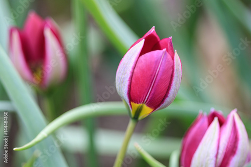 Close up of a purple tulip showing a silk outside of the leaves.