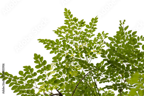 leaf of Horse radish tree or Drumstick make medicine,isolated on white