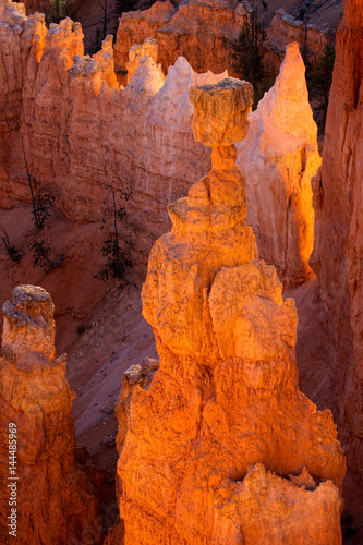 Fototapeta Naklejka Na Ścianę i Meble -  Glowing Hoodoos in Bryce Canyon Southern Utah