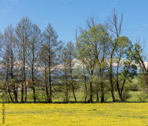Tall trees on the background of snowy peaks of the Rila mountains with yellow spring flowers. View from Belitsa region - Bulgaria