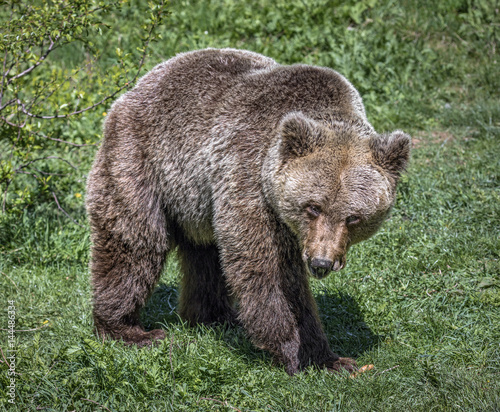 The big brown bear. The Dancing Bears Reserve was founded in 2000 by French actress Brigitte Bardot - Belitsa, Bulgaria