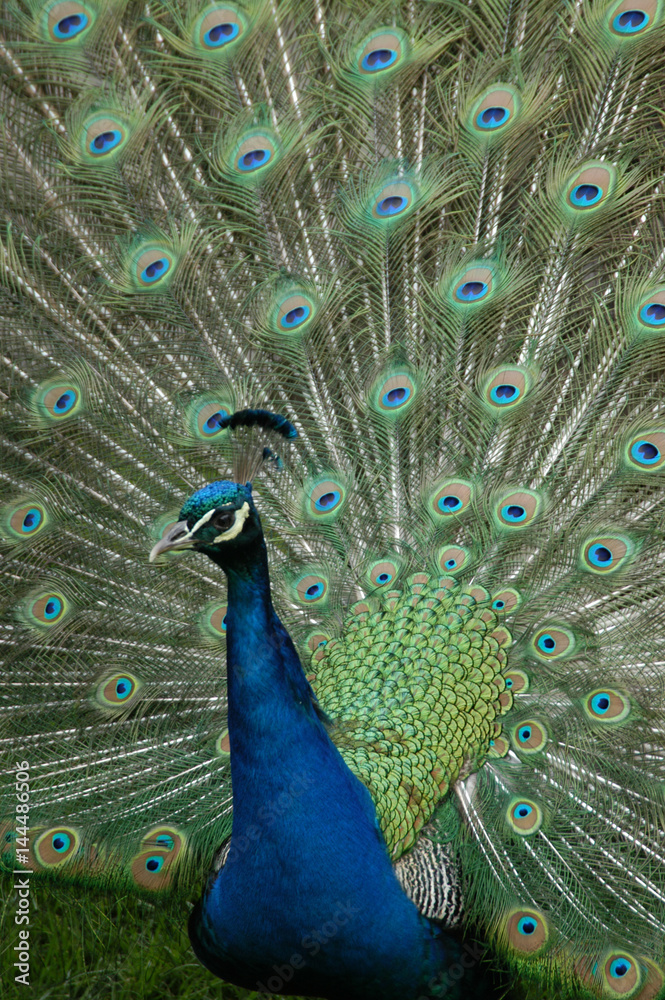 Fototapeta premium Pfau
