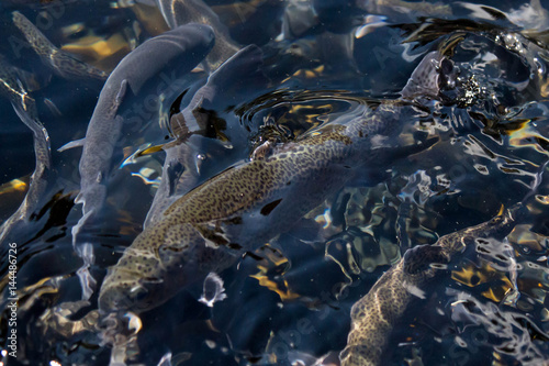 Fotografie A trout just under the surface of the water at a fish farm