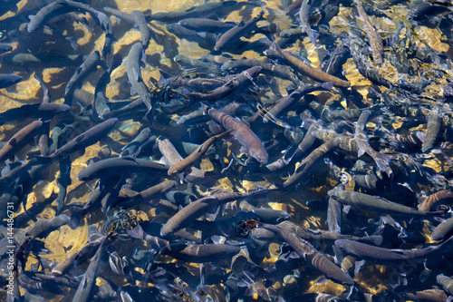 Obraz na płótnie Trout with rippled water at a fish hatchery in Durango, Colorado