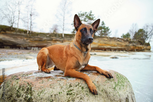 Belgian Shepherd dog Malinois lying down on a stone near frozen water at the seaside in winter