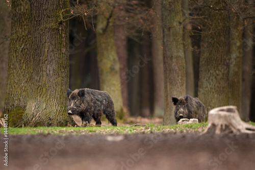 wild boar  sus scrofa  Czech republic
