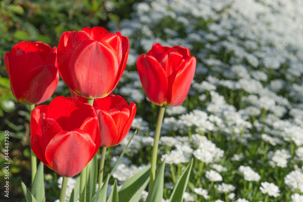 Intensiv rot leuchtende rote Tulpen im direkten Sonnenlicht vor weißem Blütenhintergrund