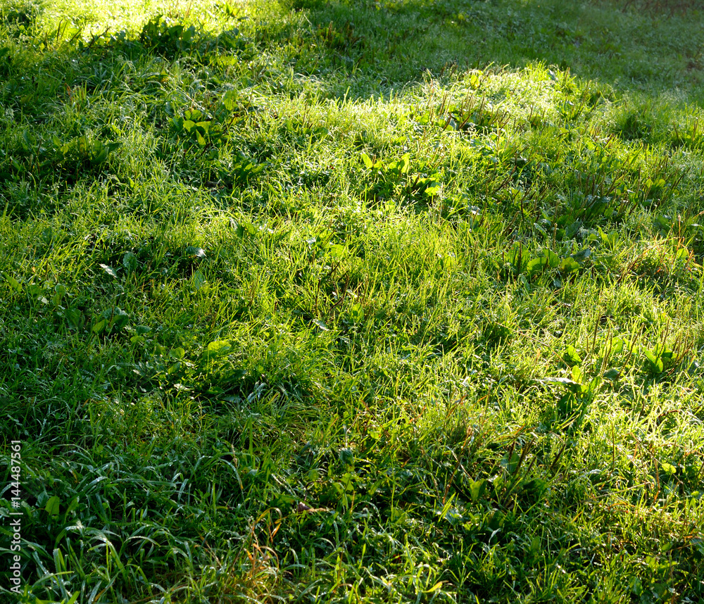 Fresh grass background. Fresh grass background.