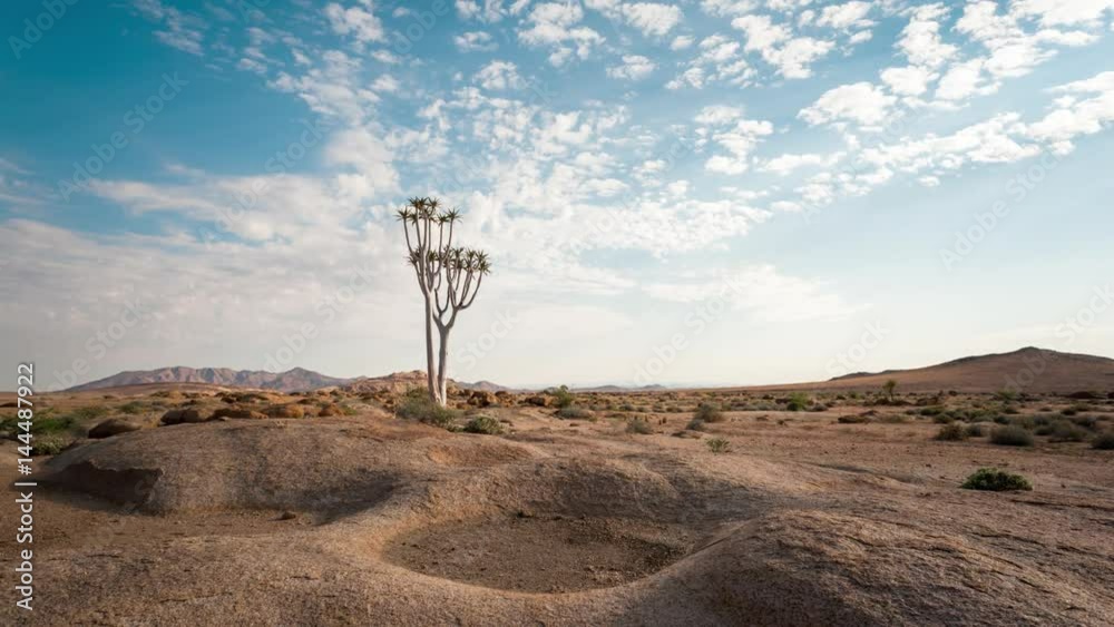 Linear and pan timelapse of a young quiver tree with scattered clouds moving through in a dry, barren and rocky landscape in the Namib Naukluft Park, Namibia available on request.