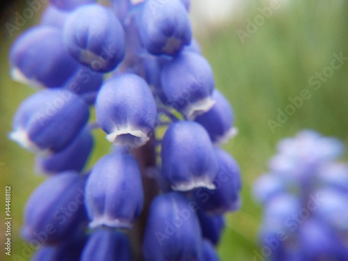 bluebell macro