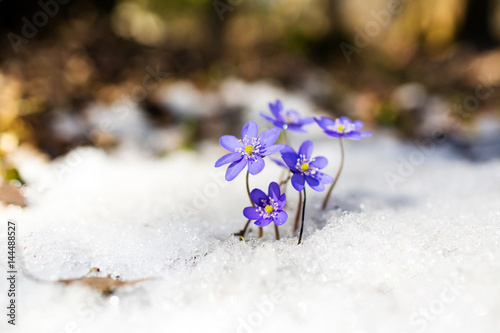Blue spring snowdrops on the snow, Hepatica nobilis photo