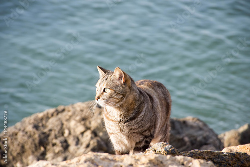 Wild cats living near the sea in the port of Spain