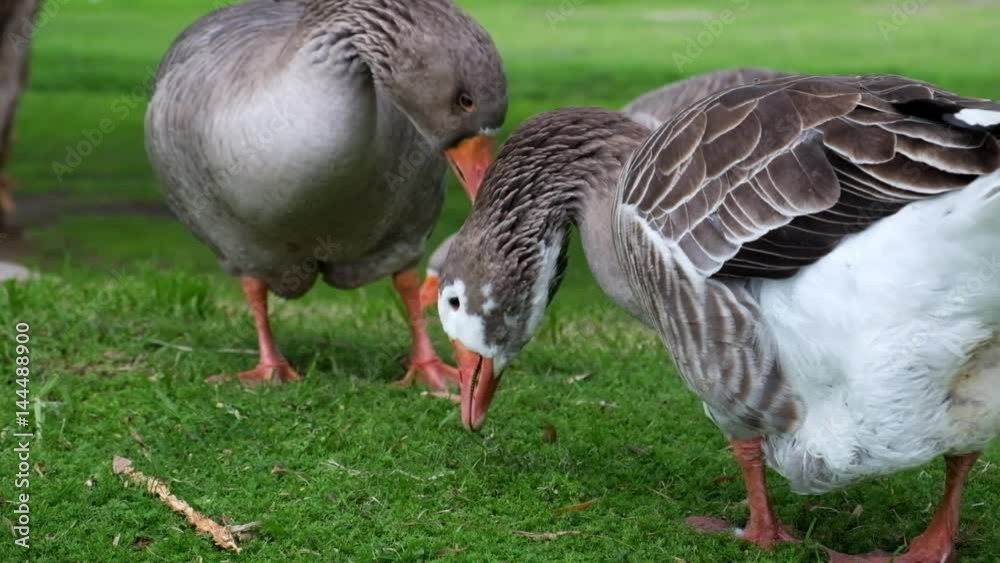 Geese grazing on lush green grass Geese grazing on lush green grass