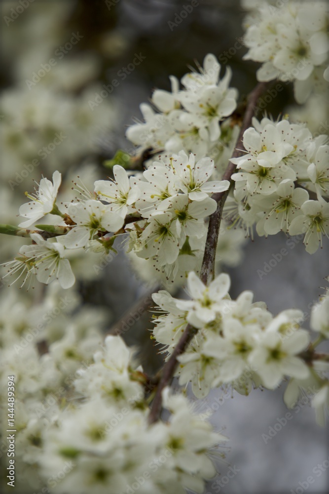 White blossoms in spring