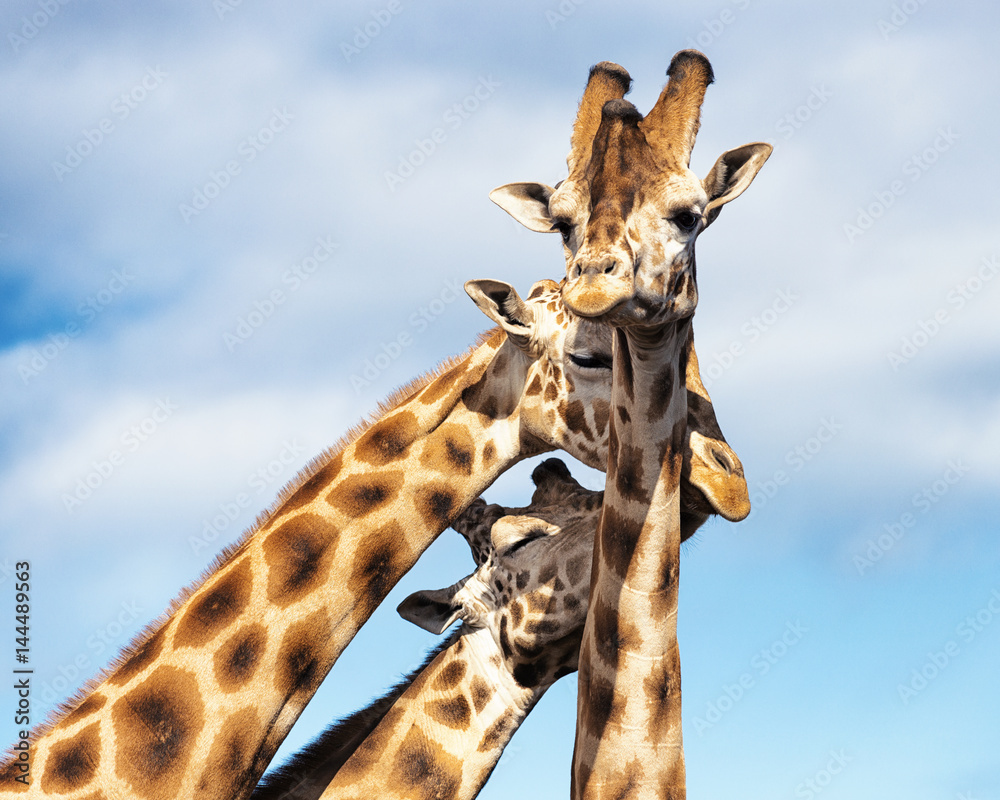 Naklejka premium A Trio of Cuddling Giraffes