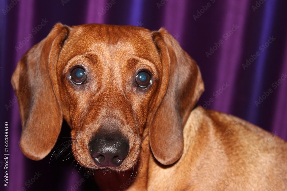 brown dachshund with funny face