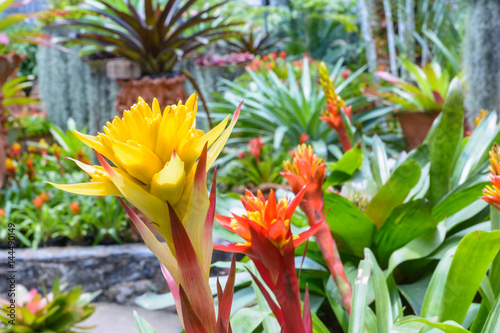Fotografija Colorful bromeliad collection background