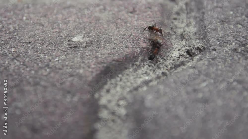 ants running at asphalt and share the food ants running at asphalt and share the food