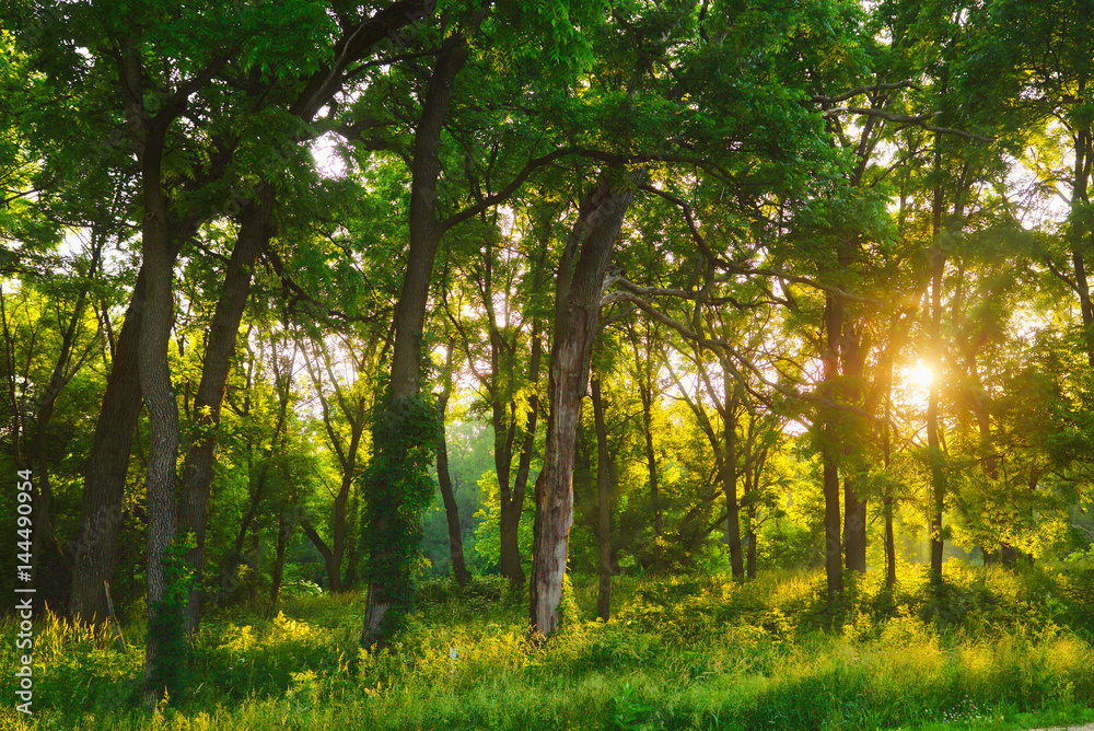Fototapeta premium Morning Light in Forest