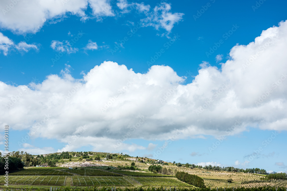 Scenic vineyard located near Punta Del Este, part of The Wine Roads (Los Caminos del Vino) of Uruguay