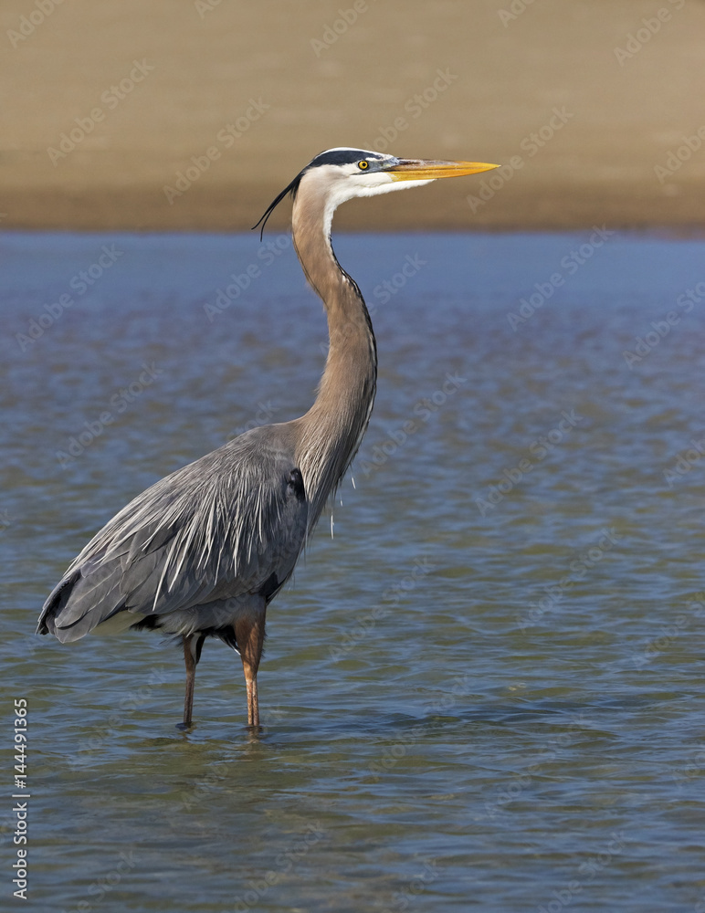 A Great Blue Heron (Ardea Herodias) wades through shallow water looking for food near St. Pete Beach, Florida. A Great Blue Heron (Ardea Herodias) wades through shallow water looking for food near St. Pete Beach, Florida.