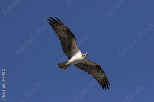 An Osprey (Pandion haliaetus) soaring under a blue sky looking for food in the Gulf of Mexico near St. Pete Beach, Florida. © geraldmarella