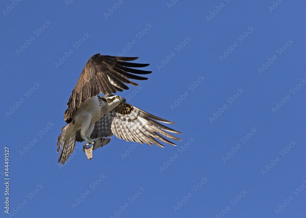 An Osprey (Pandion haliaetus) flying with material to build a nest on a platform near St. Pete Beach, Florida. An Osprey (Pandion haliaetus) flying with material to build a nest on a platform near St. Pete Beach, Florida.