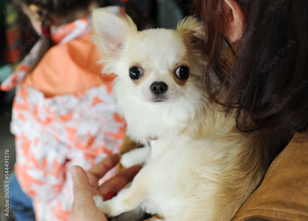 Chihuahua dog at dog show in Moscow...