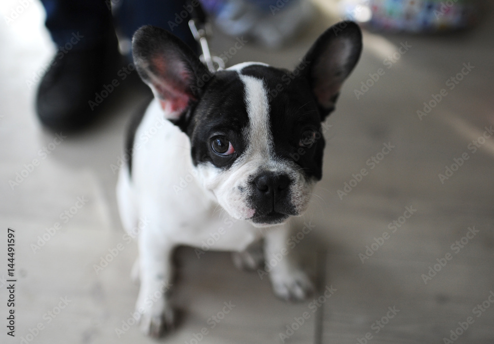 French Bulldog at dog show, Moscow.