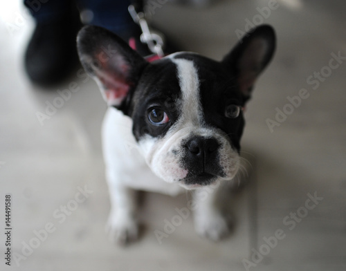 French Bulldog at dog show, Moscow. © fifg