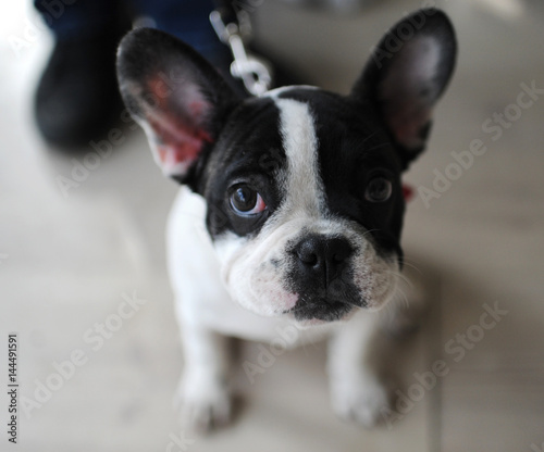 French Bulldog at dog show, Moscow. © fifg