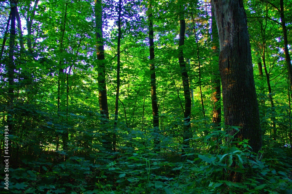 Obraz premium Forest