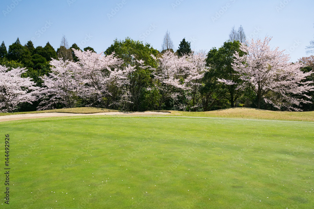 桜満開のゴルフ場 ゴルフコース パッティンググリーン
