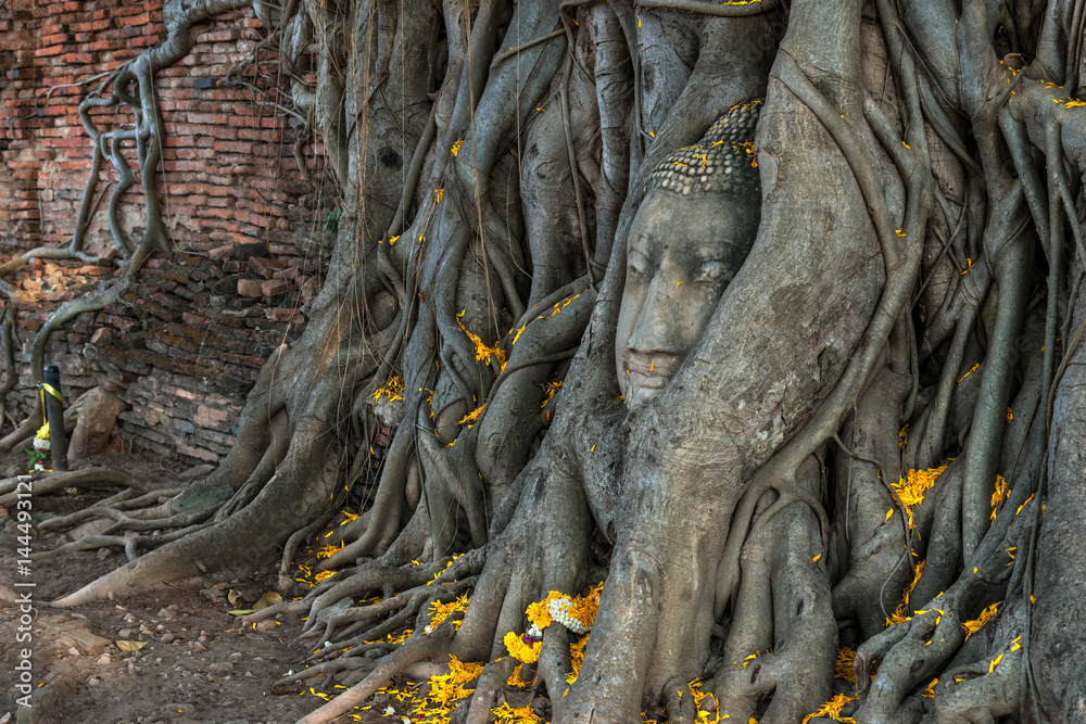 The ancient Head of sandstone Buddha Statue in the Bodhi Tree Roots at Wat Mahathat temple the historic site of Ayutthaya province, Thailand. The ancient Head of sandstone Buddha Statue in the Bodhi Tree Roots at Wat Mahathat temple the historic site of Ayutthaya province, Thailand.