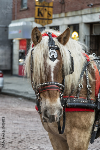 The City Horse
