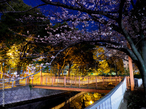 Cherry blossoms night view in Japan 