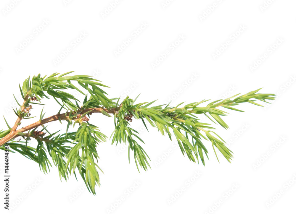 Branch of juniper (Juniperus communis) isolated on white background. Branch with green needles Branch of juniper (Juniperus communis) isolated on white background. Branch with green needles