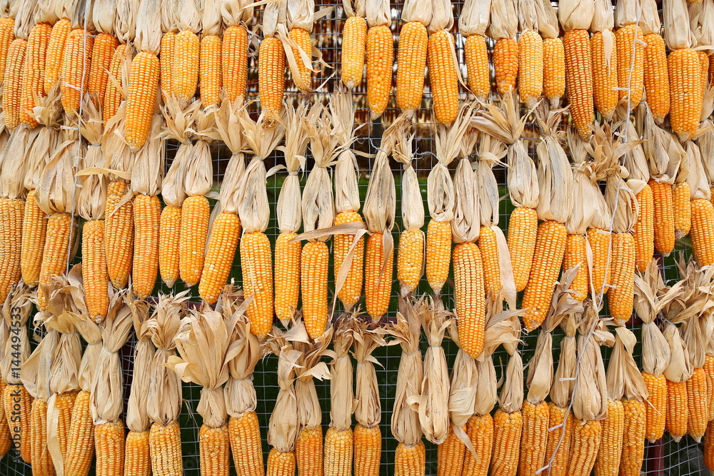 Obraz premium Dried Corn background