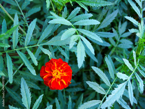 Summer background with blooming marigold flowers.