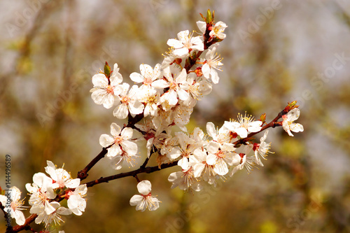 Spring flowers on the branch of apricot. Spring blossom of apricot branch, white flowers branch tree.