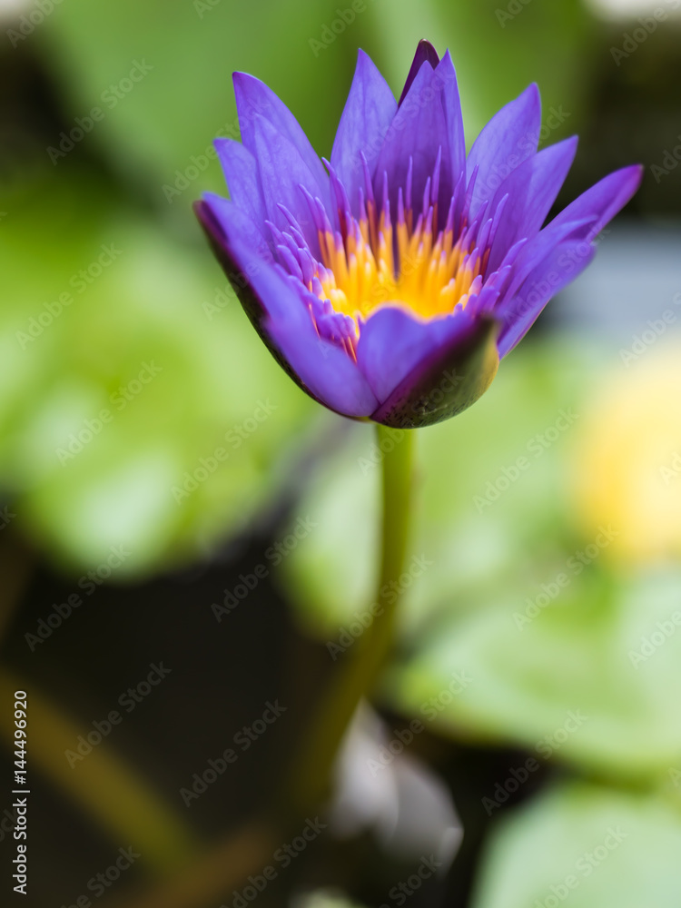 Purple waterlily Purple waterlily