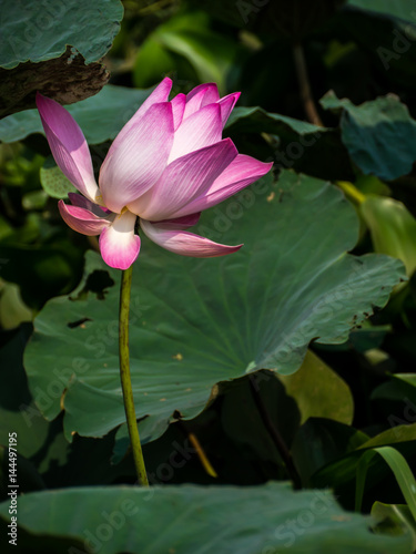 Sacred lotus flower