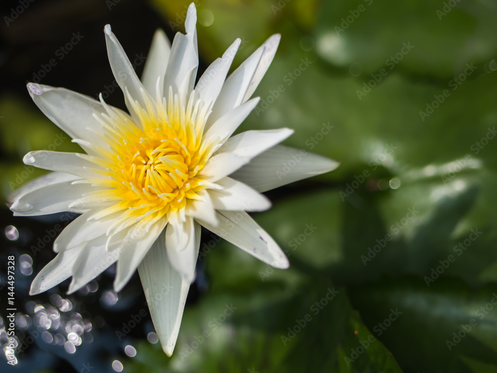 White waterlily in pond White waterlily in pond